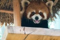 Closeup portrait of a red panda with its tongue out looking into the camera, sitting on a pillar Royalty Free Stock Photo