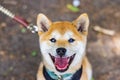 Closeup portrait of a red Shiba Inu dog Royalty Free Stock Photo