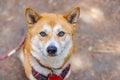 Closeup portrait of red Shiba Inu dog Royalty Free Stock Photo