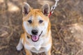 Closeup portrait of a red Shiba Inu dog Royalty Free Stock Photo