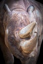 Closeup portrait of a rhino rhinoceros head Royalty Free Stock Photo