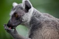 Closeup portrait Ring tailed lemur, lemur catta. Singapore zoo Royalty Free Stock Photo