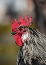 Portrait of Rooster in Sunshine Royalty Free Stock Photo