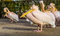 Closeup portrait of a rosy pelican with his family in the background, group of pelicans