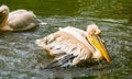 Closeup portrait of a rosy pelican landing in the water, common aquatic bird specie from Eurasia Royalty Free Stock Photo