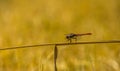 Closeup portrait of a ruddy darter sitting on a blade of grass, fire red dragonfly, common insect specie from Europe Royalty Free Stock Photo