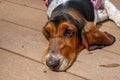 Closeup portrait of a sad basset hound resting on a brown wooden deck Royalty Free Stock Photo