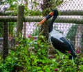 Closeup portrait of a saddle billed stork, tropical bird specie from Africa Royalty Free Stock Photo