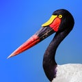 Colorful Saddle billed stork close-up