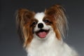 Closeup Portrait of Satisfied White Papillon Dog on black