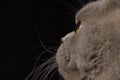 Closeup Portrait of Scottish Cat on black Background in Profile Royalty Free Stock Photo