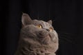 Closeup Portrait of  Scottish Straight Cat Looking up Isolated on Black Background Royalty Free Stock Photo