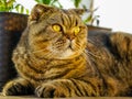 Closeup portrait of a serious adult scottish fold cat