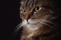 Closeup portrait of serious brown marble tabby male cat with green eyes isolated on dark black background Royalty Free Stock Photo