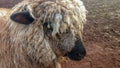 Closeup portrait of a sheep Royalty Free Stock Photo