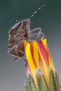 Closeup portrait of Shield Bug Royalty Free Stock Photo