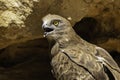 A Short Toed Snake Eagle in the Jerusalem, Israel, Zoo