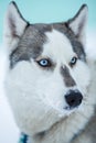 Portrait of Siberian husky dog with blue eyes Royalty Free Stock Photo