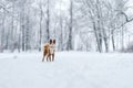 Closeup portrait of siberian laika in ginger color walking and playing in snow Royalty Free Stock Photo