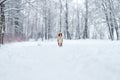 Closeup portrait of siberian laika in ginger color walking and playing in snow Royalty Free Stock Photo