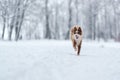 Closeup portrait of siberian laika in ginger color walking and playing in snow Royalty Free Stock Photo