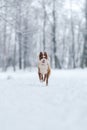 Closeup portrait of siberian laika in ginger color walking and playing in snow Royalty Free Stock Photo