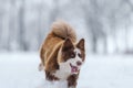 Closeup portrait of siberian laika in ginger color walking and playing in snow Royalty Free Stock Photo