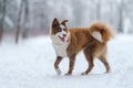 Closeup portrait of siberian laika in ginger color walking and playing in snow Royalty Free Stock Photo