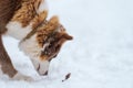 Closeup portrait of siberian laika in ginger color walking and playing in snow Royalty Free Stock Photo