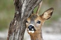 Closeup portrait of a Siberian roe deer leaning on the tree trunk