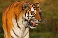 Closeup portrait of a Siberian tiger Royalty Free Stock Photo