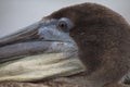 Closeup portrait side on of Galapagos Brown Pelican Pelecanus occidentalis urinator head Galapagos Islands Royalty Free Stock Photo