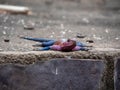 Closeup portrait of a Sinai agama on the ground