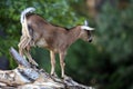 Single African Pygmy goat in zoological garden