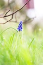 A closeup portrait of a single blue grape hyacinth or muscari flower sticking out of the green grass of a garden during spring Royalty Free Stock Photo