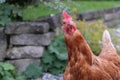 Closeup portrait of a single cute funny red-feather hen in a farmyard