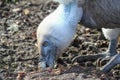 Closeup portrait of a single guzzling griffon vulture (gyps fulvus) Royalty Free Stock Photo