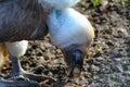 Closeup portrait of a single guzzling griffon vulture (gyps fulvus) Royalty Free Stock Photo