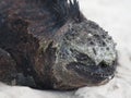 Closeup portrait of a sleeping marine iguana Royalty Free Stock Photo