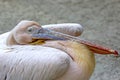 Closeup portrait of a sleeping Pelican Royalty Free Stock Photo