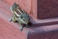 Closeup portrait of a small fluffy Indian palm squirrel Royalty Free Stock Photo