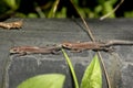 Closeup portrait of a small lizard Royalty Free Stock Photo