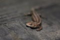 Closeup portrait of a small lizard Royalty Free Stock Photo