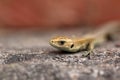 Closeup portrait of a small lizard Royalty Free Stock Photo