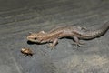 Closeup portrait of a small lizard Royalty Free Stock Photo