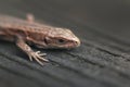 Closeup portrait of a small lizard Royalty Free Stock Photo