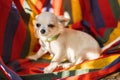 Closeup portrait of small short-haired miniature funny beige mini chihuahua dog, the smallest breed of dog. Cute 5 month old puppy Royalty Free Stock Photo