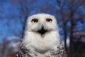 Closeup portrait of a Snowy Owl on Blue sky Royalty Free Stock Photo