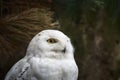 Closeup portrait of a snowy owl Bubo scandiacus bird of prey Royalty Free Stock Photo