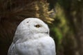 Closeup portrait of a snowy owl Bubo scandiacus bird of prey Royalty Free Stock Photo